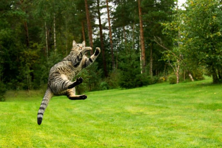 cat jumping high outside