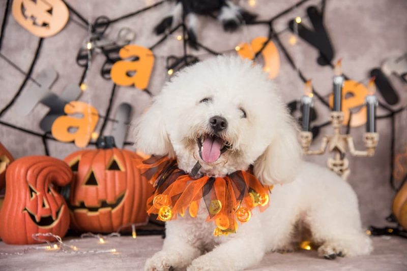 134 Scary Dog Names for FrightLoving Pups Great Pet Care