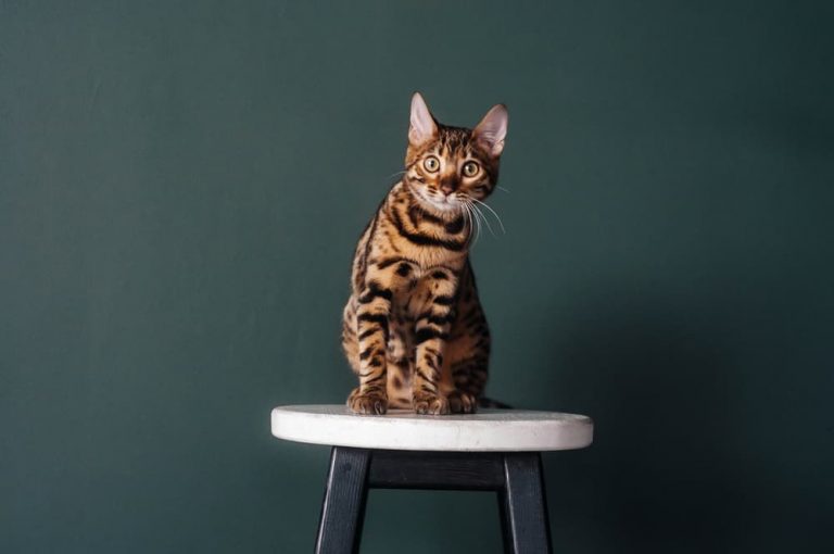 Bengal Cat Personality Traits & Facts Great Pet Care