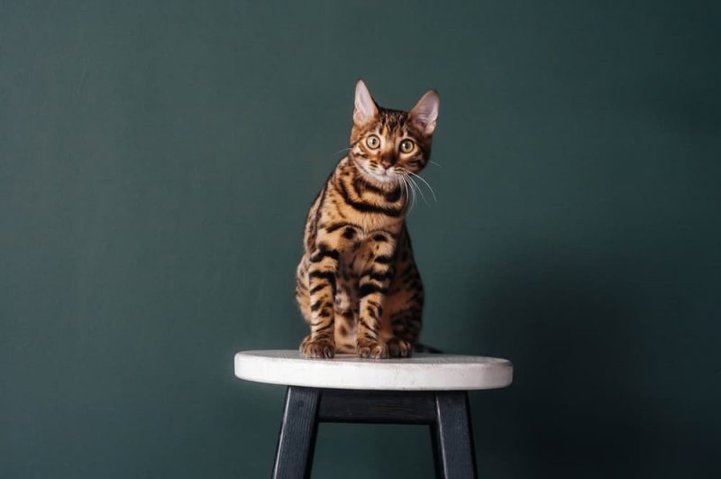 Bengal Cat Personality Traits & Facts Great Pet Care