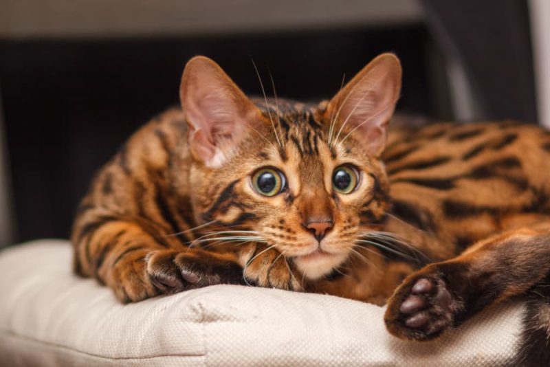 Bengal Cat Personality Traits & Facts Great Pet Care