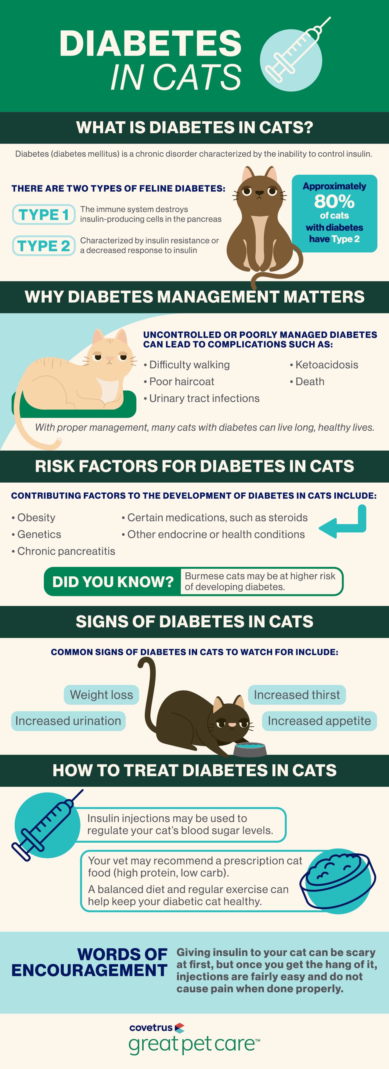 Diabetes in Cats infographic