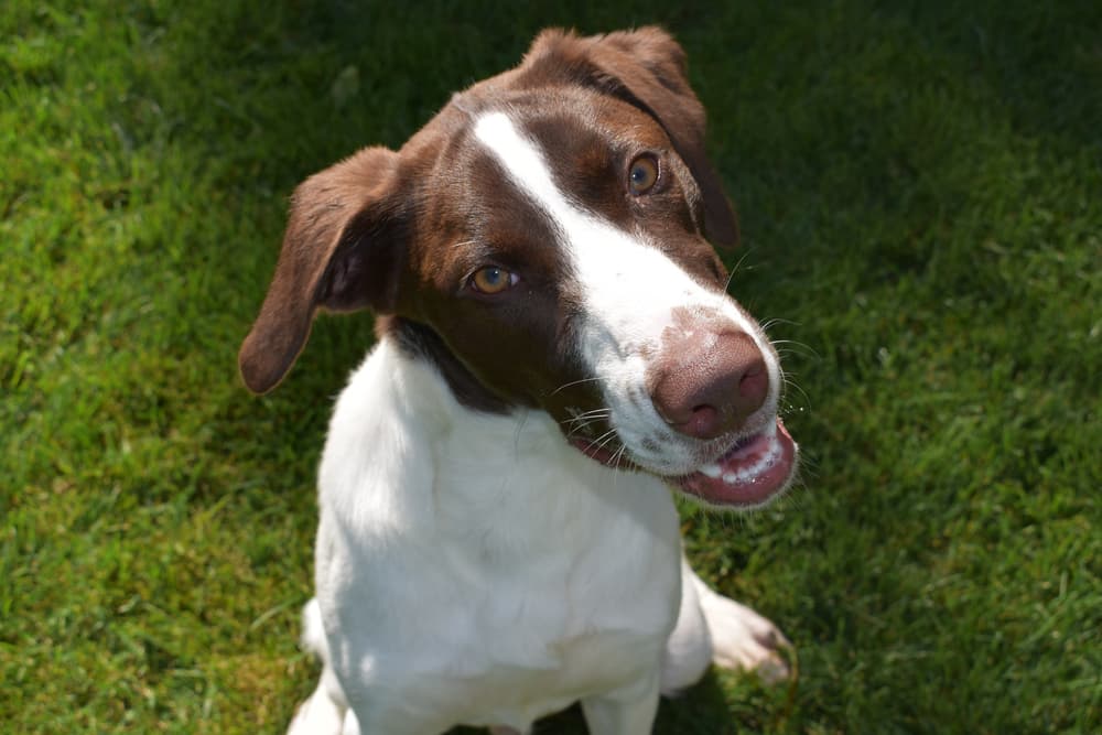 Dog smiling head tilted