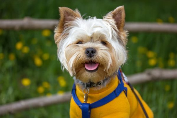 Omega 3 For Dogs Benefits Great Pet Care omega-3-for-dogs-benefits-great-pet-care