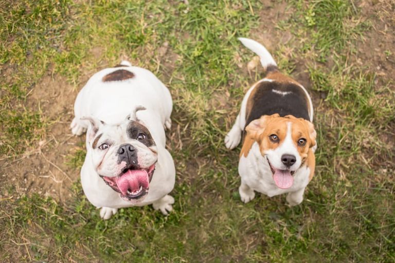 Omega 3 for Dogs: Benefits | Great Pet Care