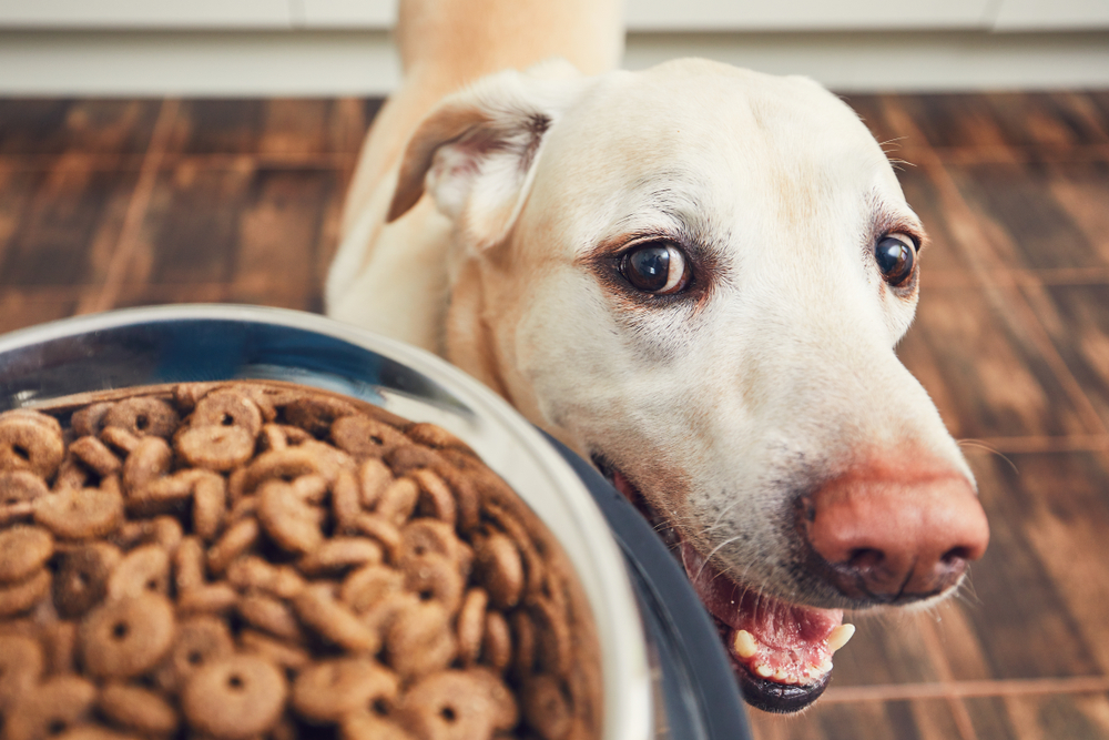 dog looking at bowl