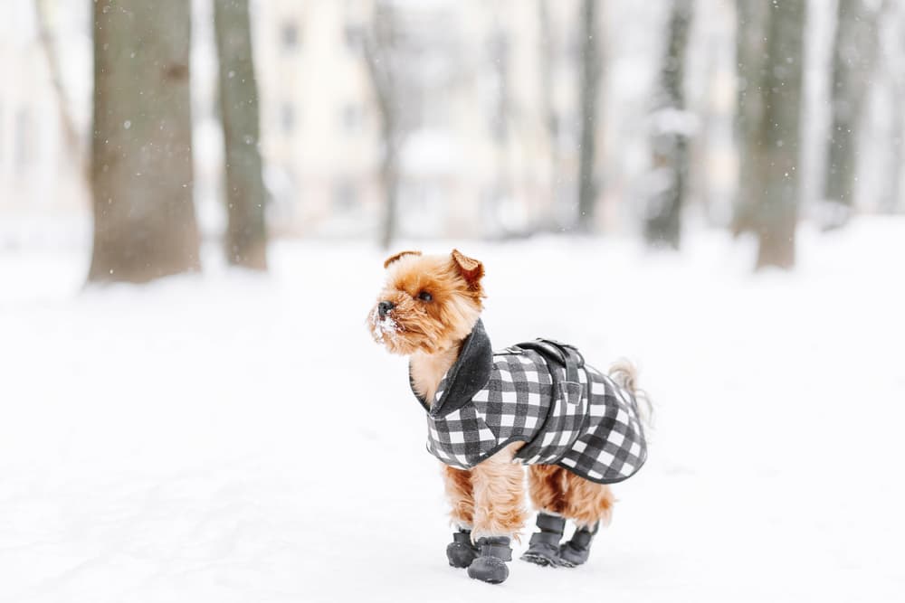 Dog wearing coat and booties in snow