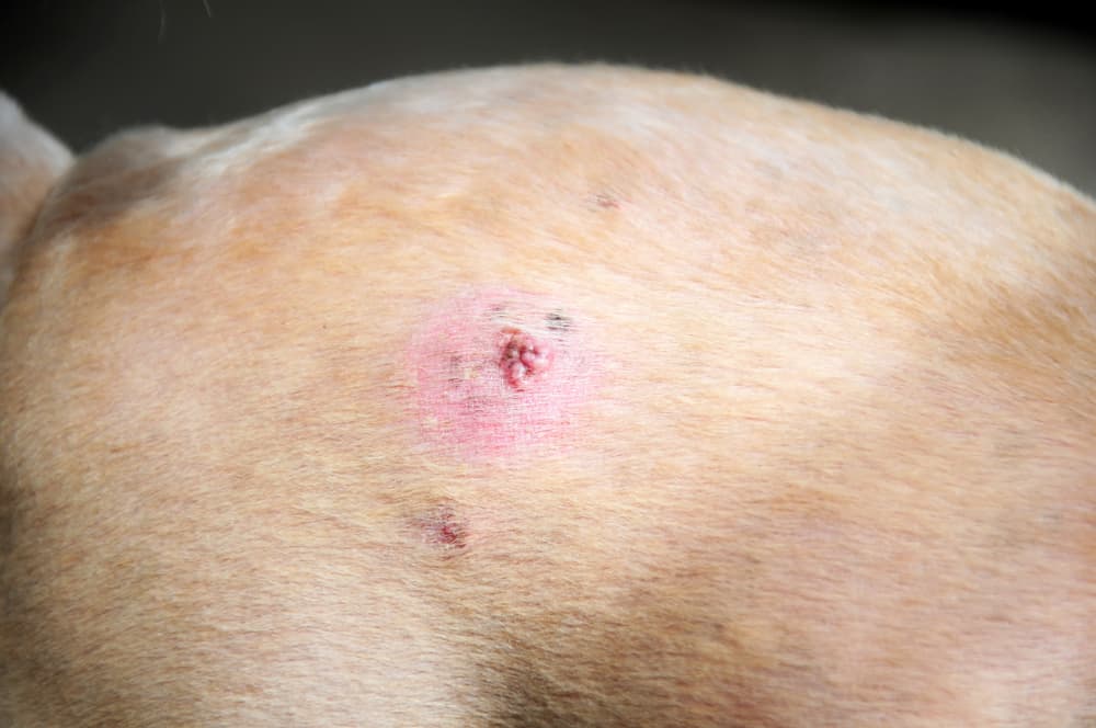 is melanoma painful for dogs