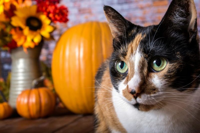 Pumpkin for Cats: 3 Ways to Use It | Great Pet Care
