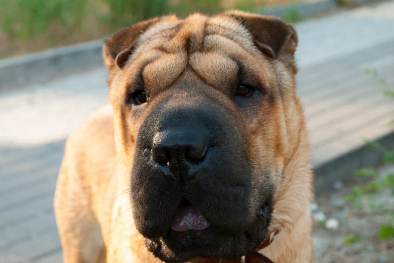 Black Dog Tongue Is It Normal? Great Pet Care