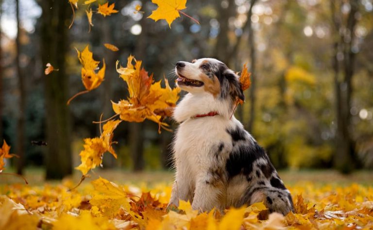 Dog playing in leaves