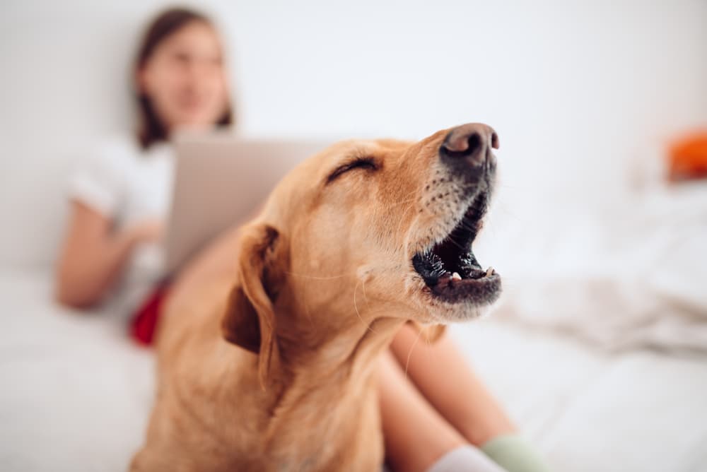 Dog barking in bedroom