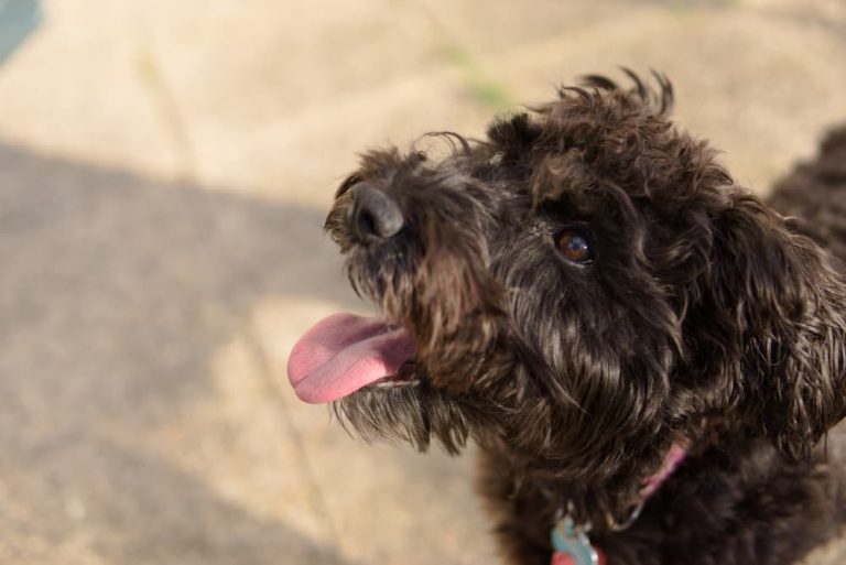 Schnoodle Dog Personality Traits & Facts Great Pet Care