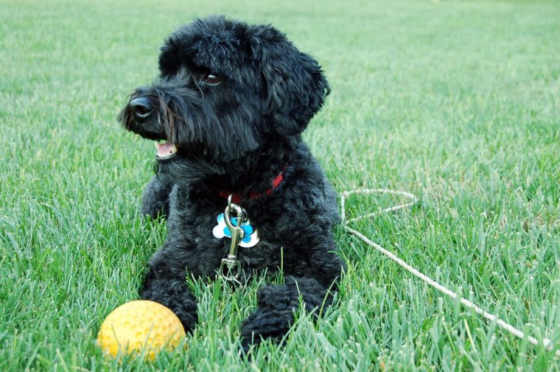 Schnoodle Dog Personality Traits & Facts Great Pet Care