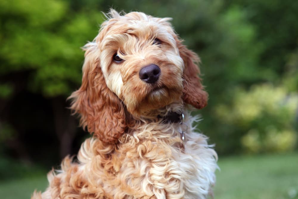 Cockapoo dog