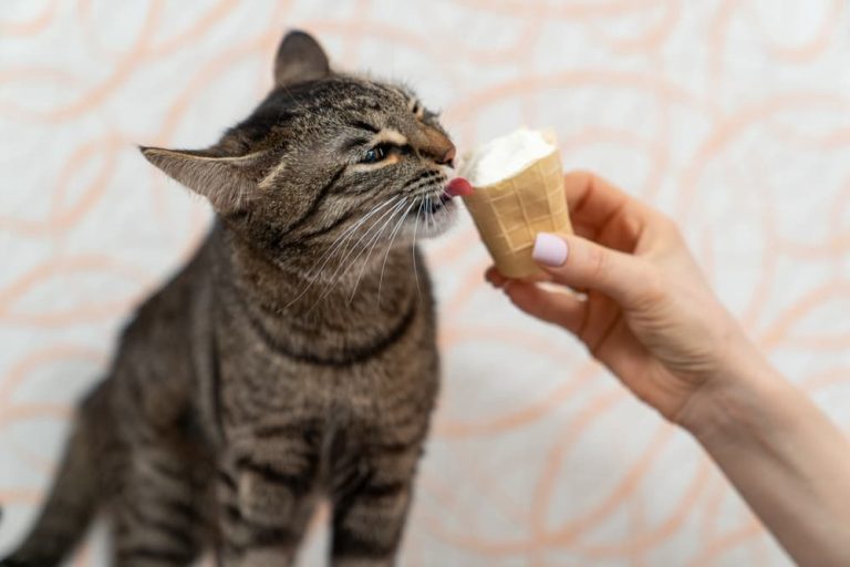 feeding cat ice cream