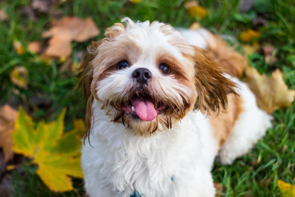 Smiling Shih Tzu outside