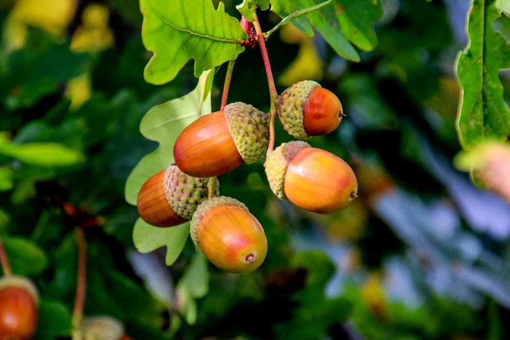 Closeup of acorns in tree