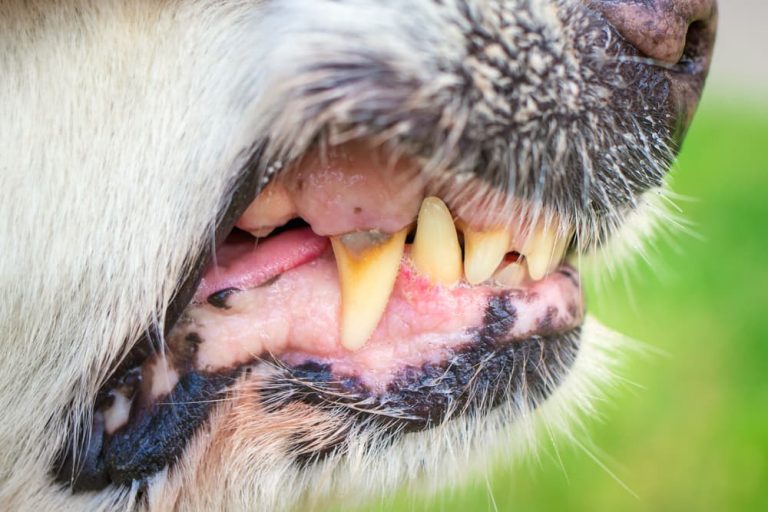 what causes bad teeth in dogs