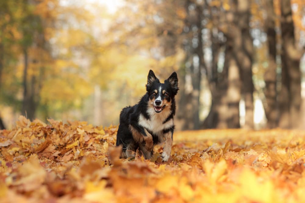 Border Collie in autumn leaves