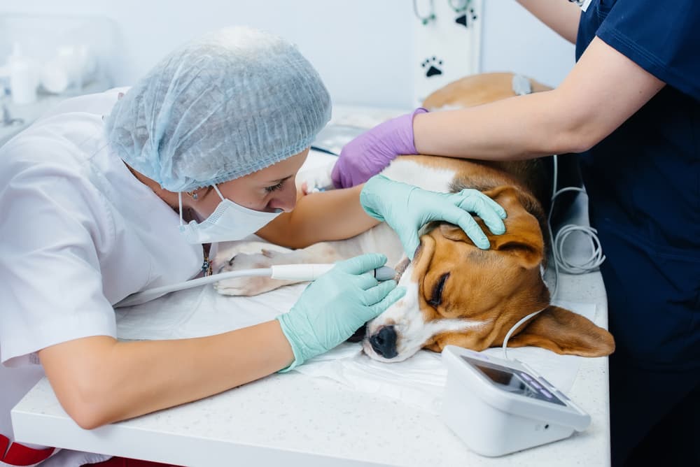 Veterinary dental cleaning