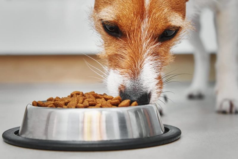 11 Best Dog Foods for Allergies in 2023 Great Pet Care