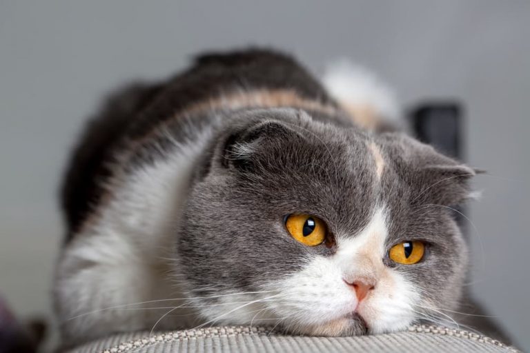 What Can You Give a Cat for Pain? Great Pet Care