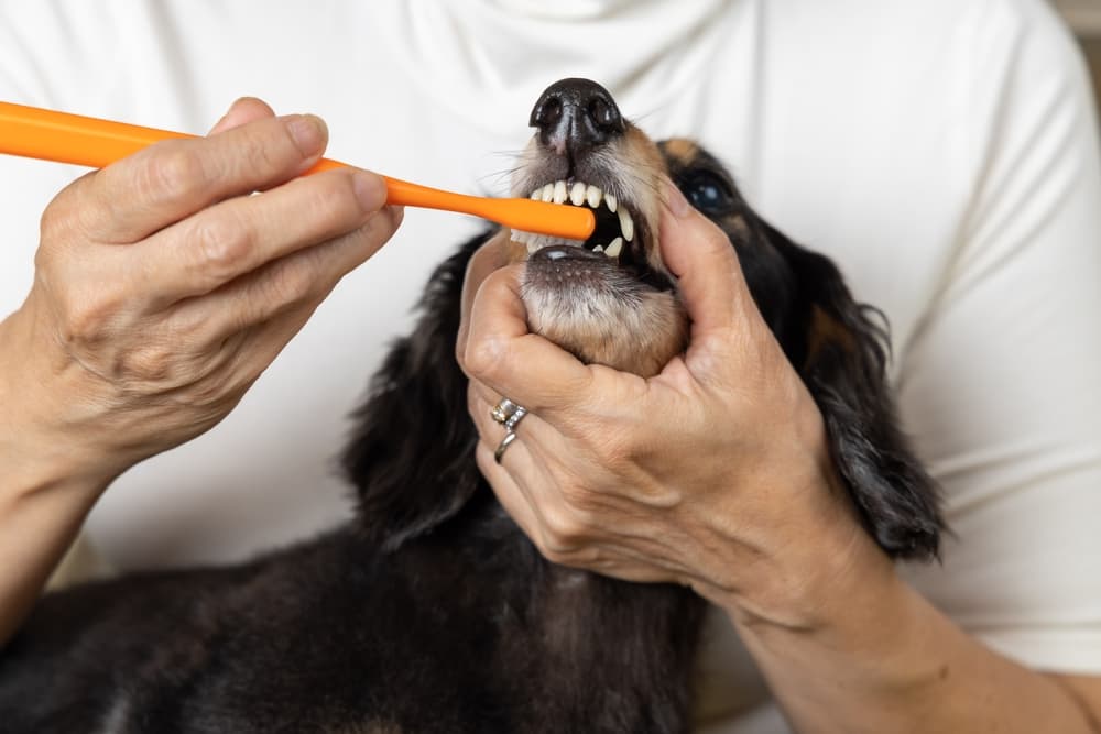 Brushing dog teeth