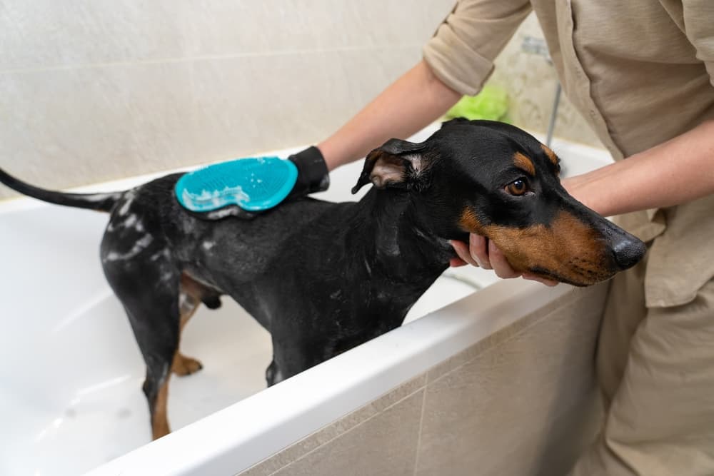 Doberman dog getting bath