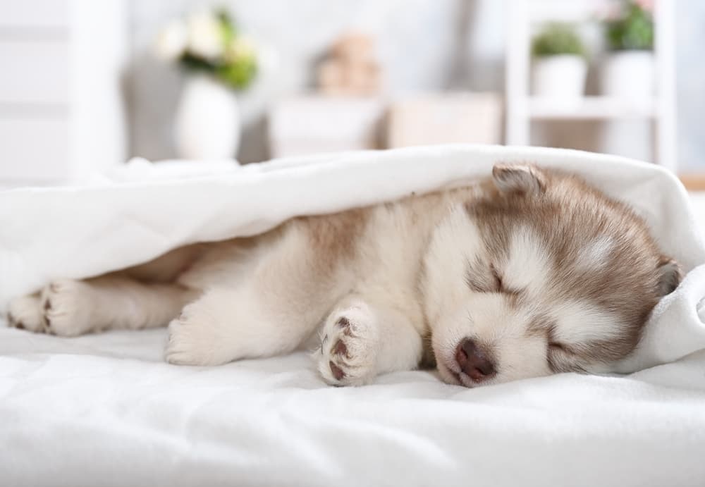 Husky puppy sleeping