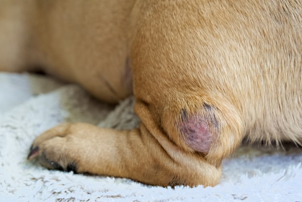 Dog with growth on leg