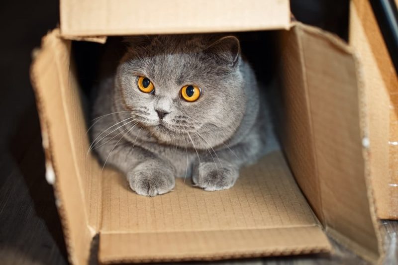 Why Do Cats Like Boxes? Great Pet Care