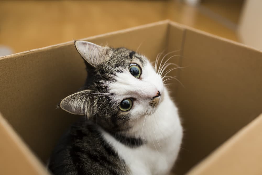 Small kitten in box