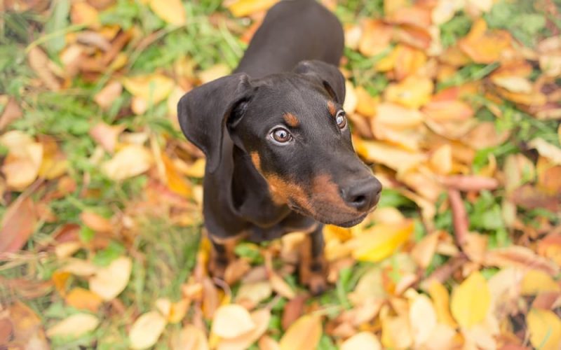 Doberman Pinscher Personality Traits & Facts Great Pet Care