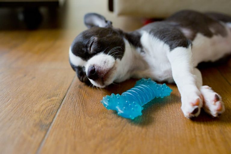 Puppy asleep with toy