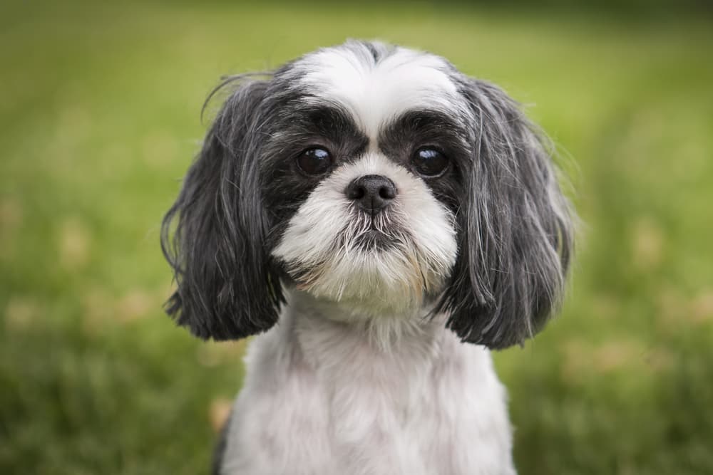 Shih Tzu Dog Personality Traits Facts Great Pet Care