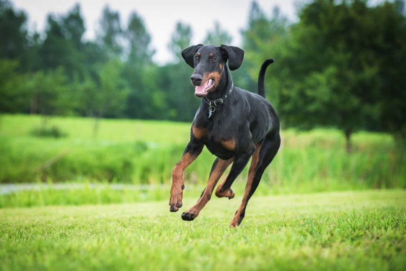 Doberman Pinscher Personality Traits & Facts Great Pet Care