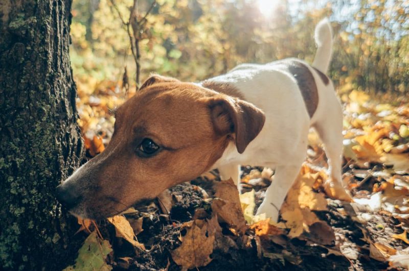Are Acorns Bad For Dogs? Great Pet Care