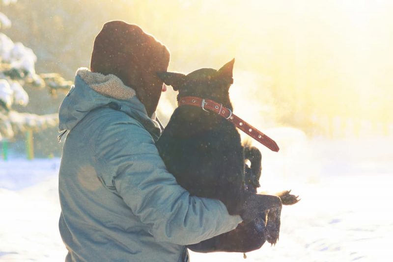 Dog Frostbite 7 Signs and How to Prevent it Great Pet Care