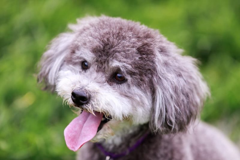 Schnoodle Dog Personality Traits & Facts Great Pet Care