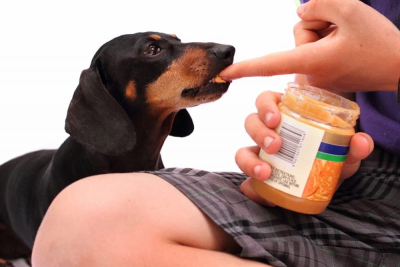 Can Dogs Eat Peanut Butter? Great Pet Care
