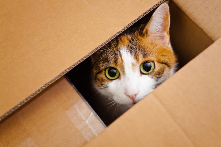 Cat peeking out of box