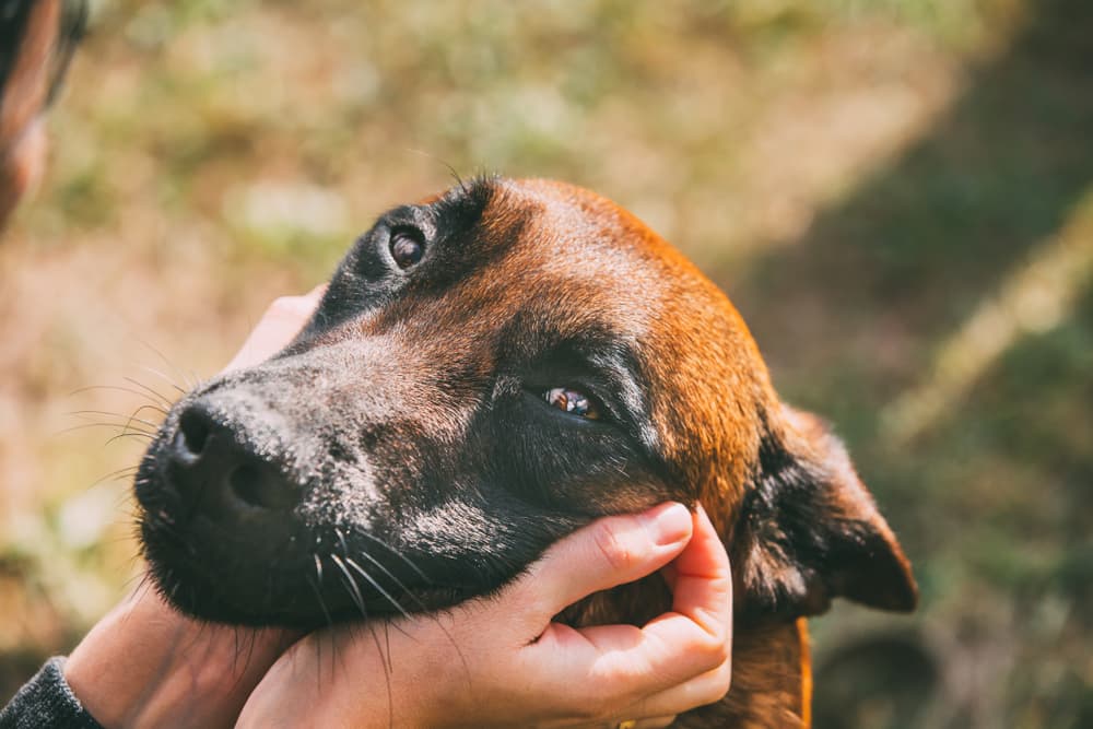 Belgian Malinois dog breed being pet by his owner