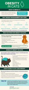 Cat Obesity: Risks, Symptoms and Solutions | Great Pet Care