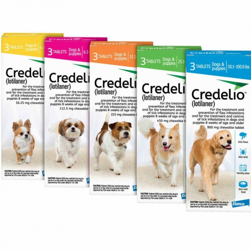 Best Flea Medicine for Dogs VetApproved Options Great Pet Care