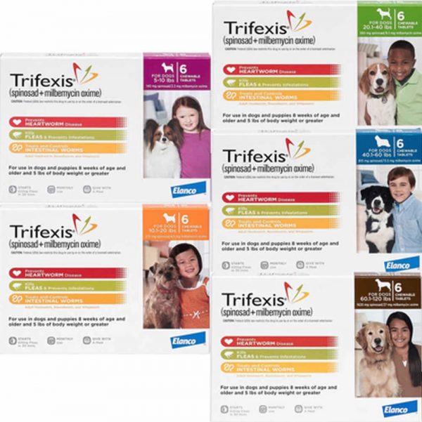 Best Flea Medicine for Dogs VetApproved Options Great Pet Care