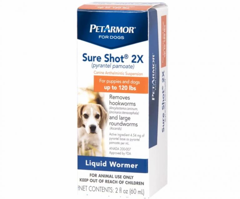 Best Dewormer for Dogs 6 VetApproved Picks Great Pet Care