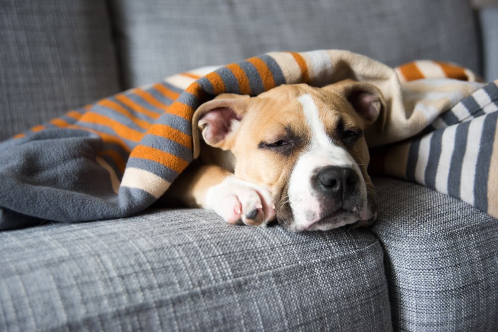 Dog tick disease affecting a tired pup on the couch