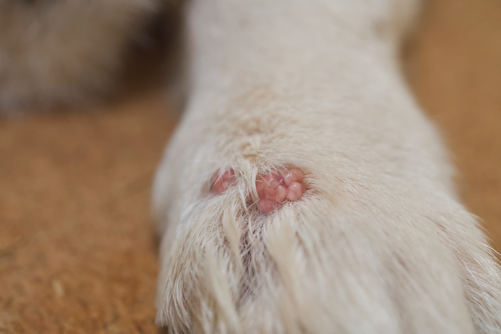 does papilloma virus go away in dogs