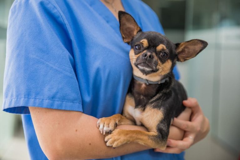 My Dog Ate Weed What Should I Do? Great Pet Care